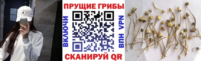 Псилоцибиновые грибы Cubensis  дарк нет клад  Сасово 